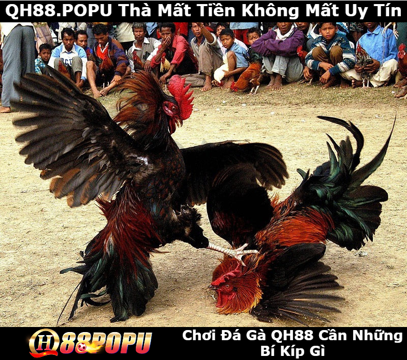 choi-da-ga-qh88-can-nhung-bi-kip-gi
